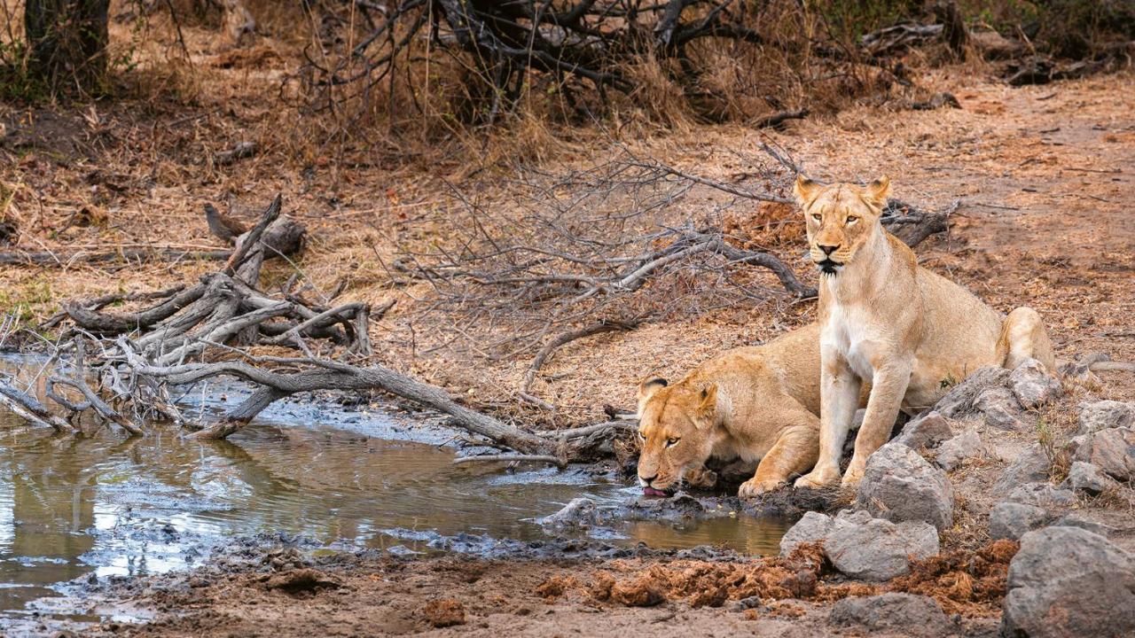 Geiger'S Camp In Timbavati Game Reserve By Newmark Exterior foto